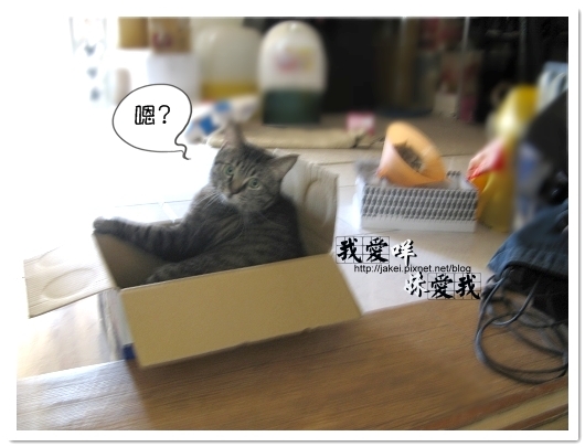 100418 箱貓 11.jpg