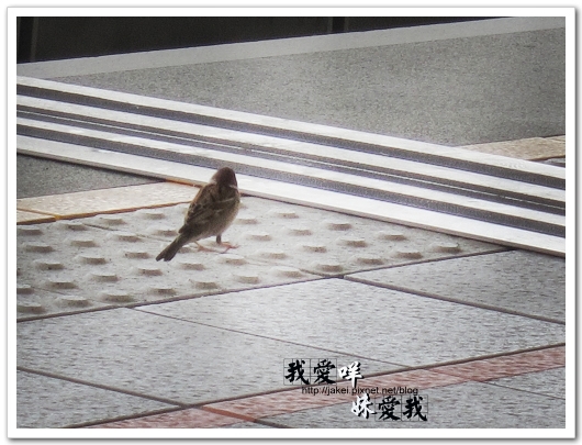 100410 鶯歌飄_05.jpg