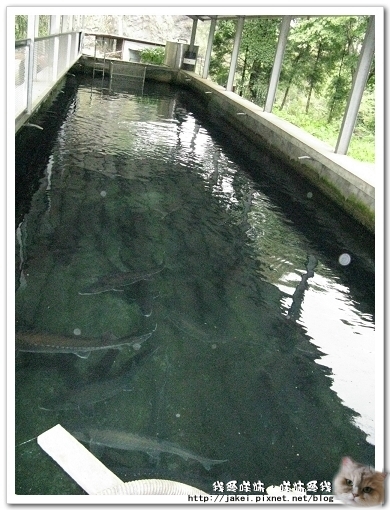 虹鱒場 02.jpg