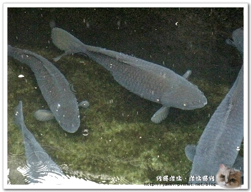 虹鱒場 02-1.jpg