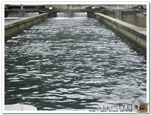 虹鱒場 28.jpg