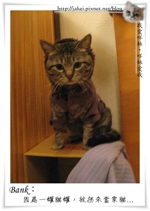 02 變家貓.jpg