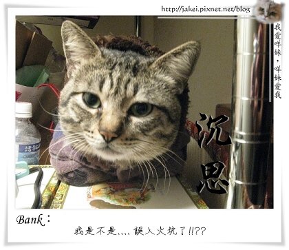 04 貓入狼口.jpg