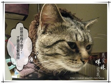 IMG_5646 就是快要不是了才緊張咩.jpg