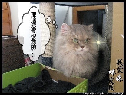 烘毛實錄 07.jpg