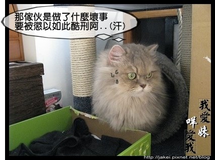 烘毛實錄 09.jpg