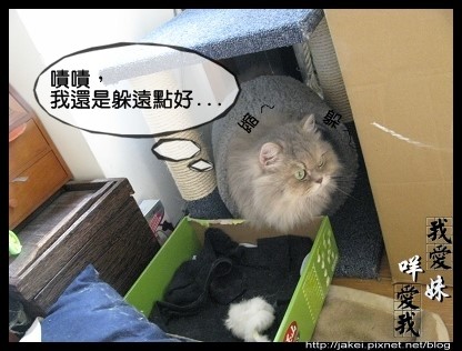 烘毛實錄 11.jpg