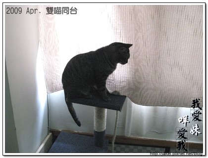 雙貓同台 01.jpg 雙貓同台 01.jpg