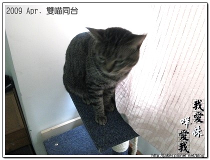 雙貓同台 02.jpg 雙貓同台 02.jpg