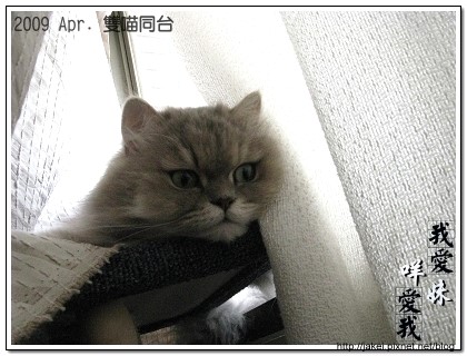 雙貓同台 03.jpg 雙貓同台 03.jpg