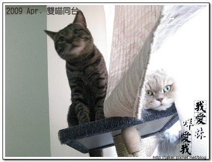 雙貓同台 04.jpg 雙貓同台 04.jpg
