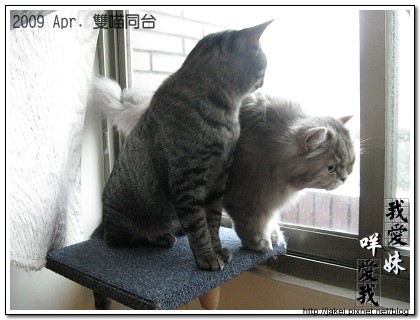雙貓同台 05.jpg 雙貓同台 05.jpg