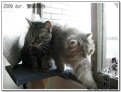 雙貓同台 06.jpg 雙貓同台 06.jpg