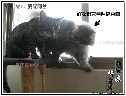 雙貓同台 08.jpg 雙貓同台 08.jpg
