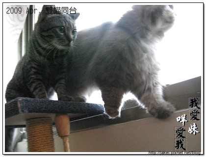 雙貓同台 09.jpg 雙貓同台 09.jpg