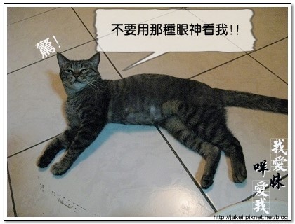 綿羊帽 06.jpg 綿羊帽 06.jpg