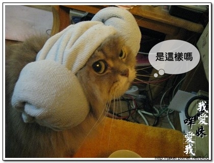 綿羊帽 09.jpg 綿羊帽 09.jpg
