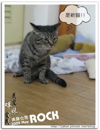 阿咩嚕毛 6.jpg 阿咩嚕毛 6.jpg
