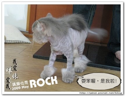 阿咩嚕毛 7.jpg 阿咩嚕毛 7.jpg