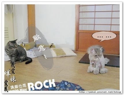 阿咩嚕毛 8.jpg 阿咩嚕毛 8.jpg