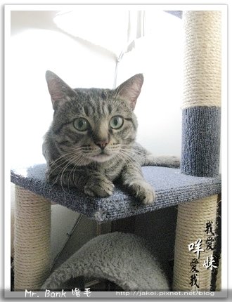 班克嚕毛 1.jpg 班克嚕毛 1.jpg