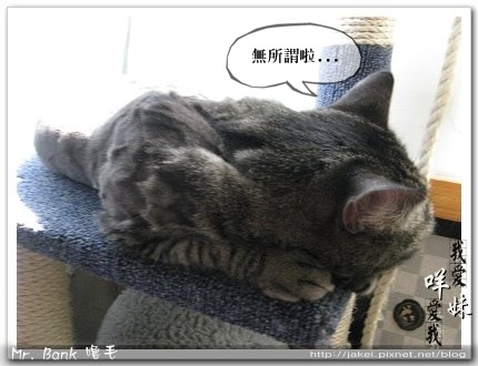 班克嚕毛 3.jpg 班克嚕毛 3.jpg