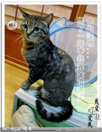 班克嚕毛 4.jpg 班克嚕毛 4.jpg
