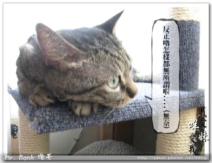 班克嚕毛 6.jpg 班克嚕毛 6.jpg