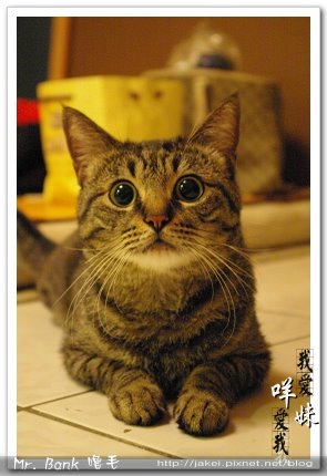 班克嚕毛 7.jpg 班克嚕毛 7.jpg