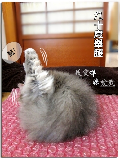 100403 翹腳咩抬腳 07.jpg