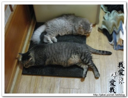 貓在一起 2.jpg 貓在一起 2.jpg