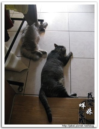 貓在一起 3.jpg 貓在一起 3.jpg
