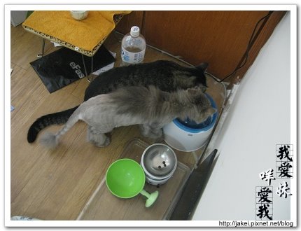 貓在一起 10.jpg 貓在一起 10.jpg