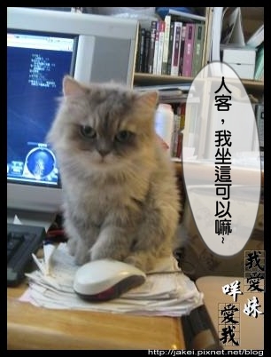 辣貓陪打 02.jpg