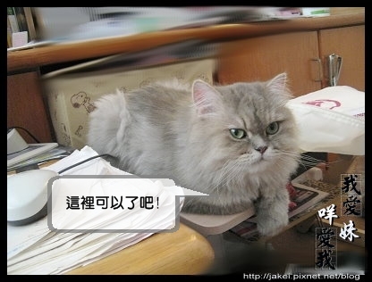 辣貓陪打 04.jpg