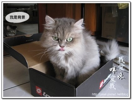 鞋盒遇見貓 05.jpg
