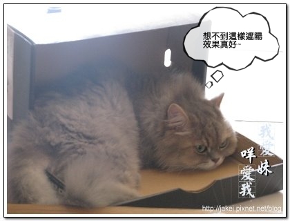 鞋盒遇見貓 08.jpg
