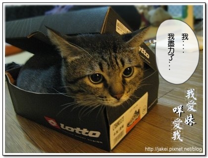 鞋盒遇見貓 13.jpg