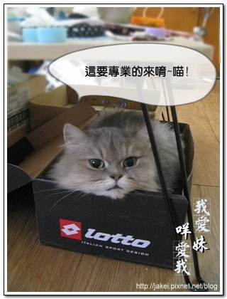 鞋盒遇見貓 14.jpg