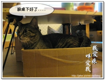 鞋盒遇見貓 15.jpg