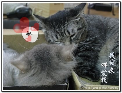 鞋盒遇見貓 17.jpg