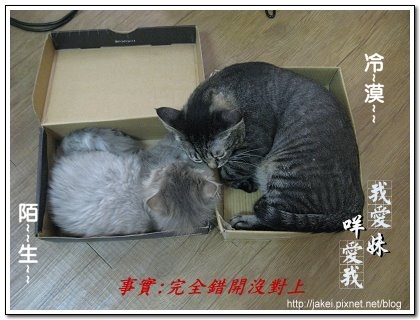 鞋盒遇見貓 18.jpg