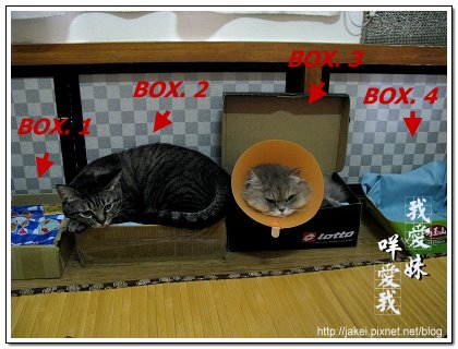 鞋盒遇見貓 19.jpg