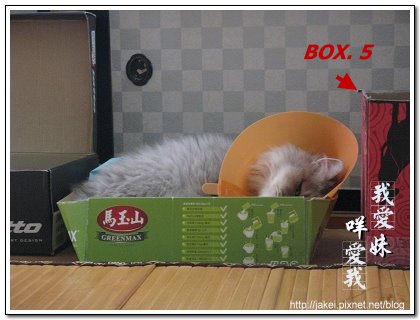 鞋盒遇見貓 20.jpg