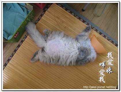 鞋盒遇見貓 21.jpg