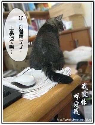 鞋盒遇見貓 22.jpg