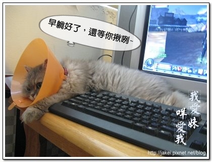 鞋盒遇見貓 23.jpg