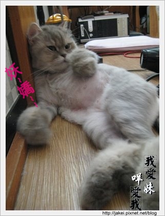 憂鬱的貓 01.jpg 憂鬱的貓 01.jpg
