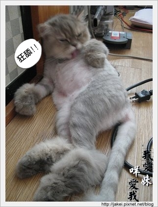 憂鬱的貓 02.jpg 憂鬱的貓 02.jpg
