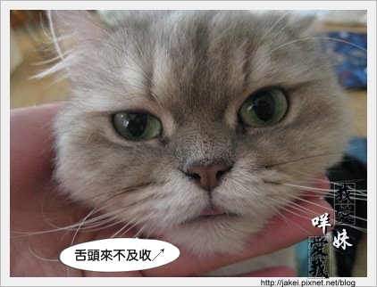 憂鬱的貓 03.jpg 憂鬱的貓 03.jpg